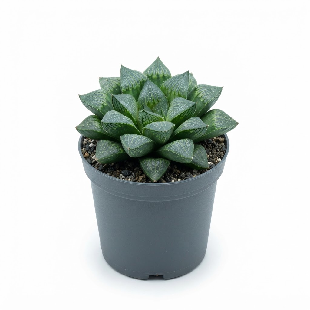 Haworthia_retusa_in_pot_202609071237