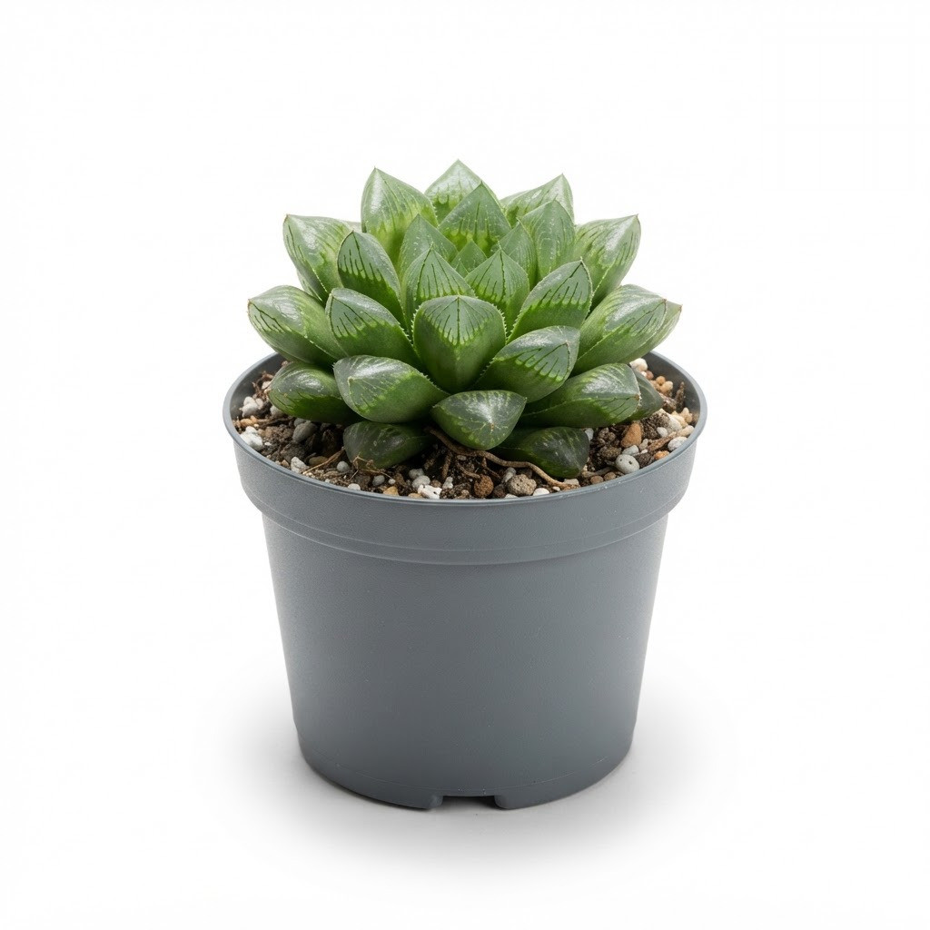 Haworthia_Retusa_plant_photography_202609071237