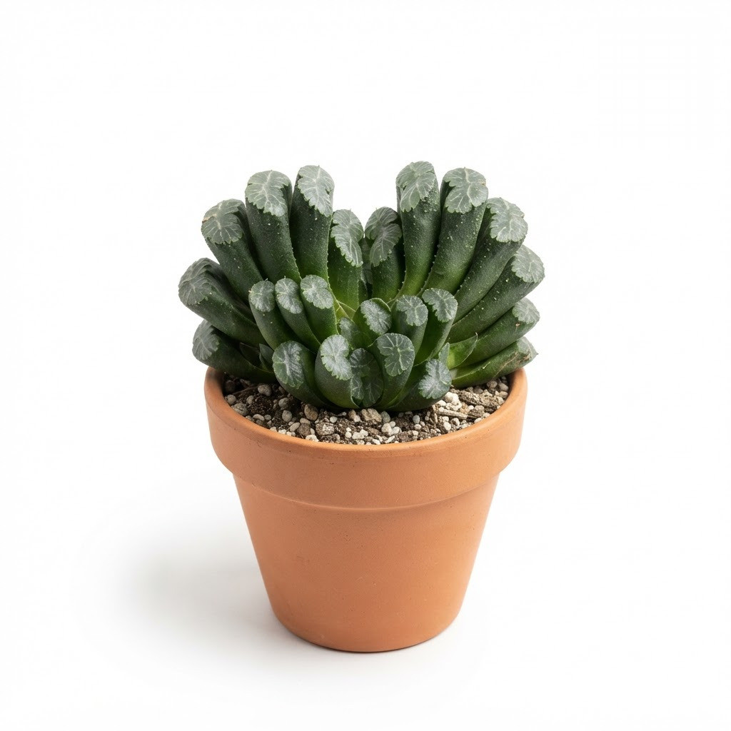 Haworthia_truncata_in_pot_202609071237