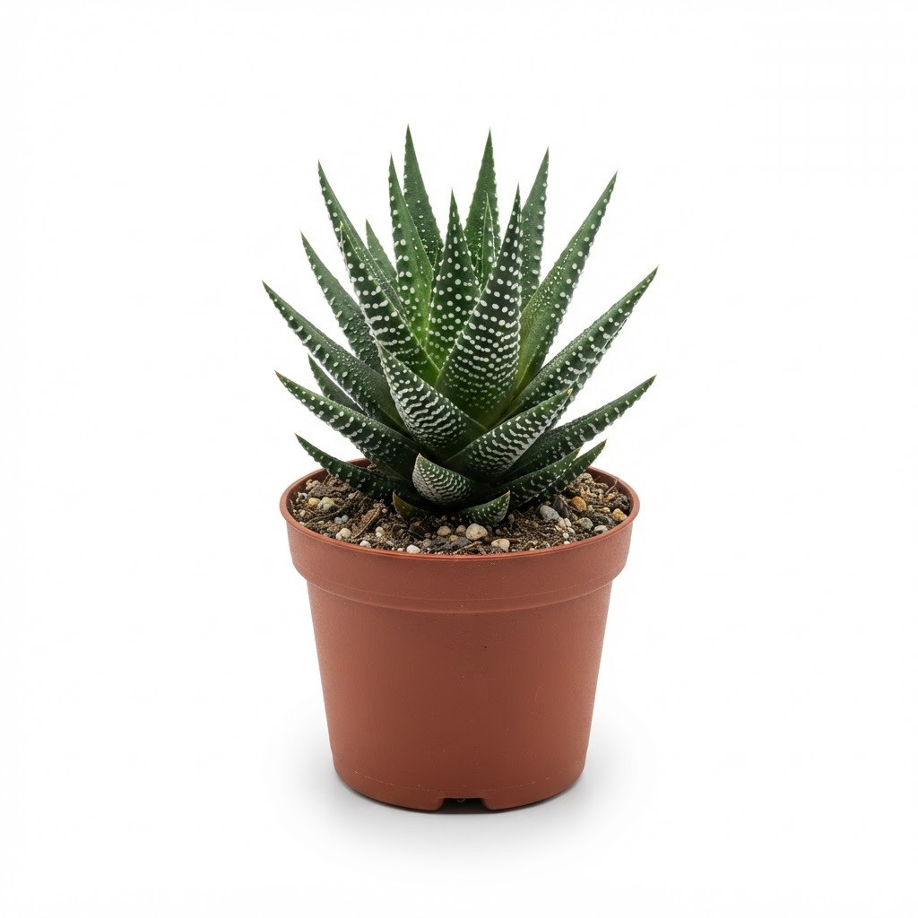 Haworthia_Zebra_in_pot_202609071237