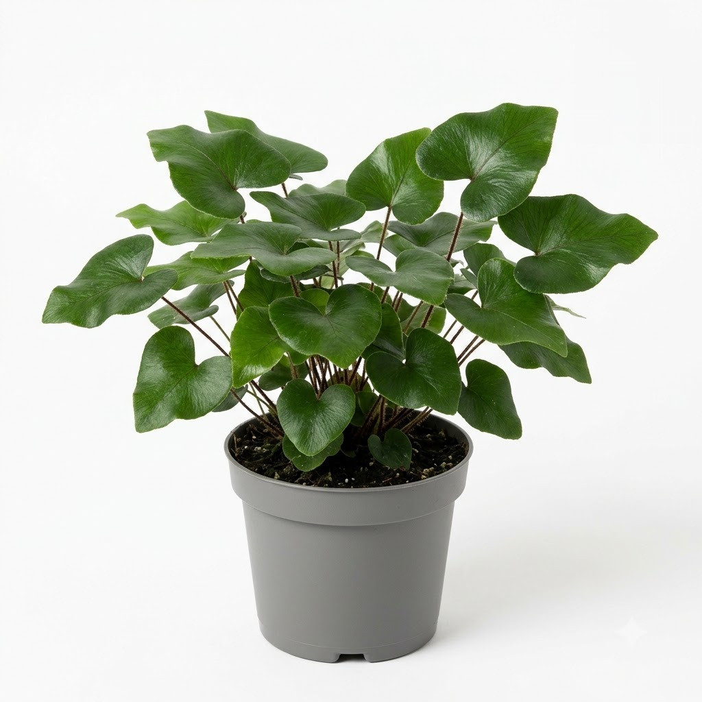Heartleaf_fern_in_nursery_pot_202609071237