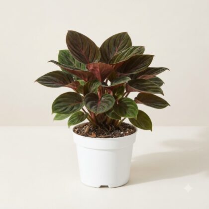 Homalomena Humilis Red Velvet plant in a white pot against a light background