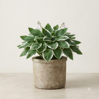 Hosta Minuteman