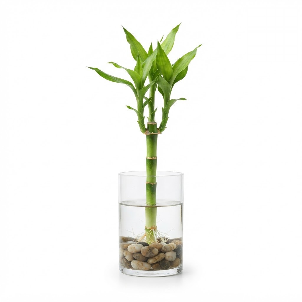 Lucky_bamboo_water_plant_202609071237