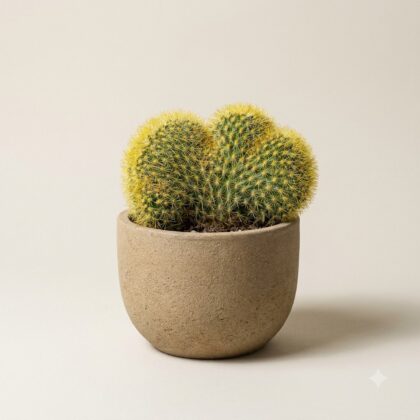 Mammillaria Elongata Lemon Cristata cactus in a textured beige pot on a neutral background.