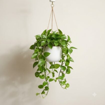 Lush green money plant hanging in a white pot against a plain background.