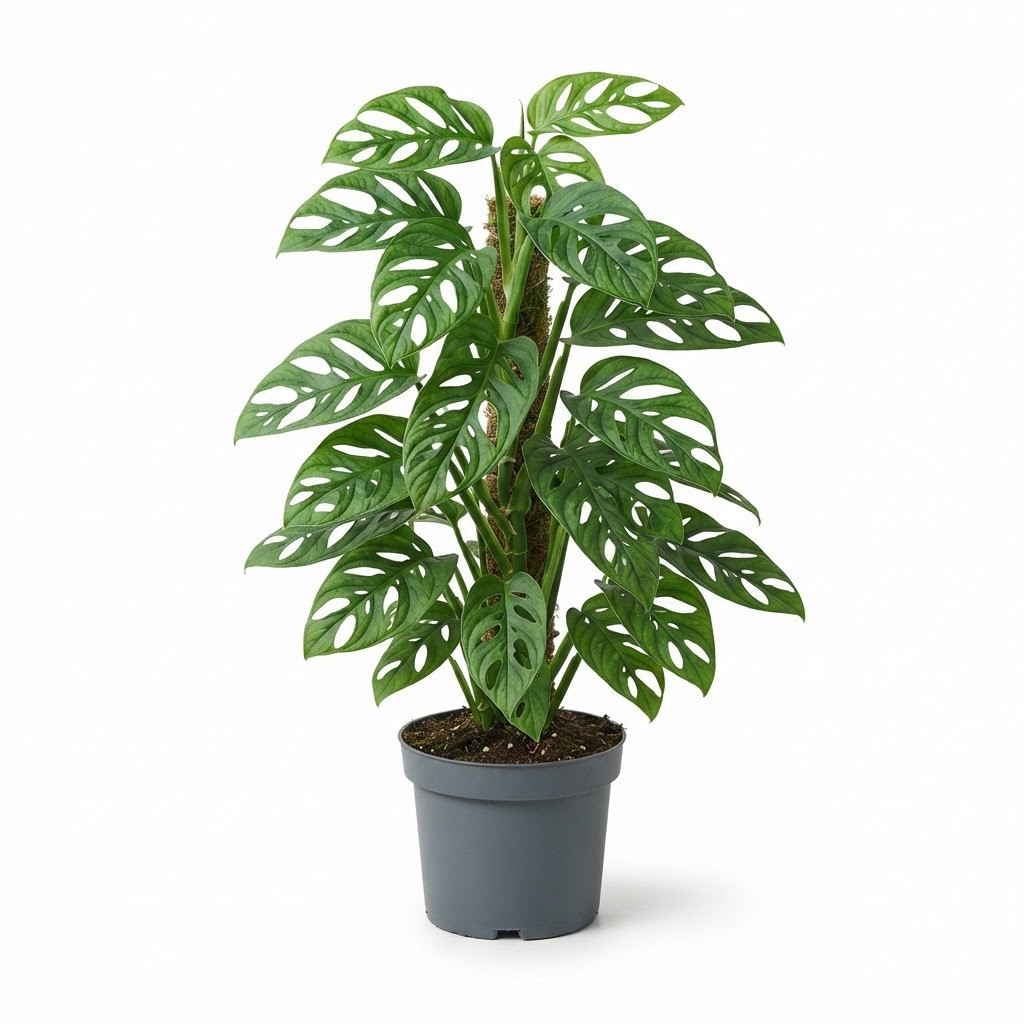 Monstera acacoyaguensis - Image 2