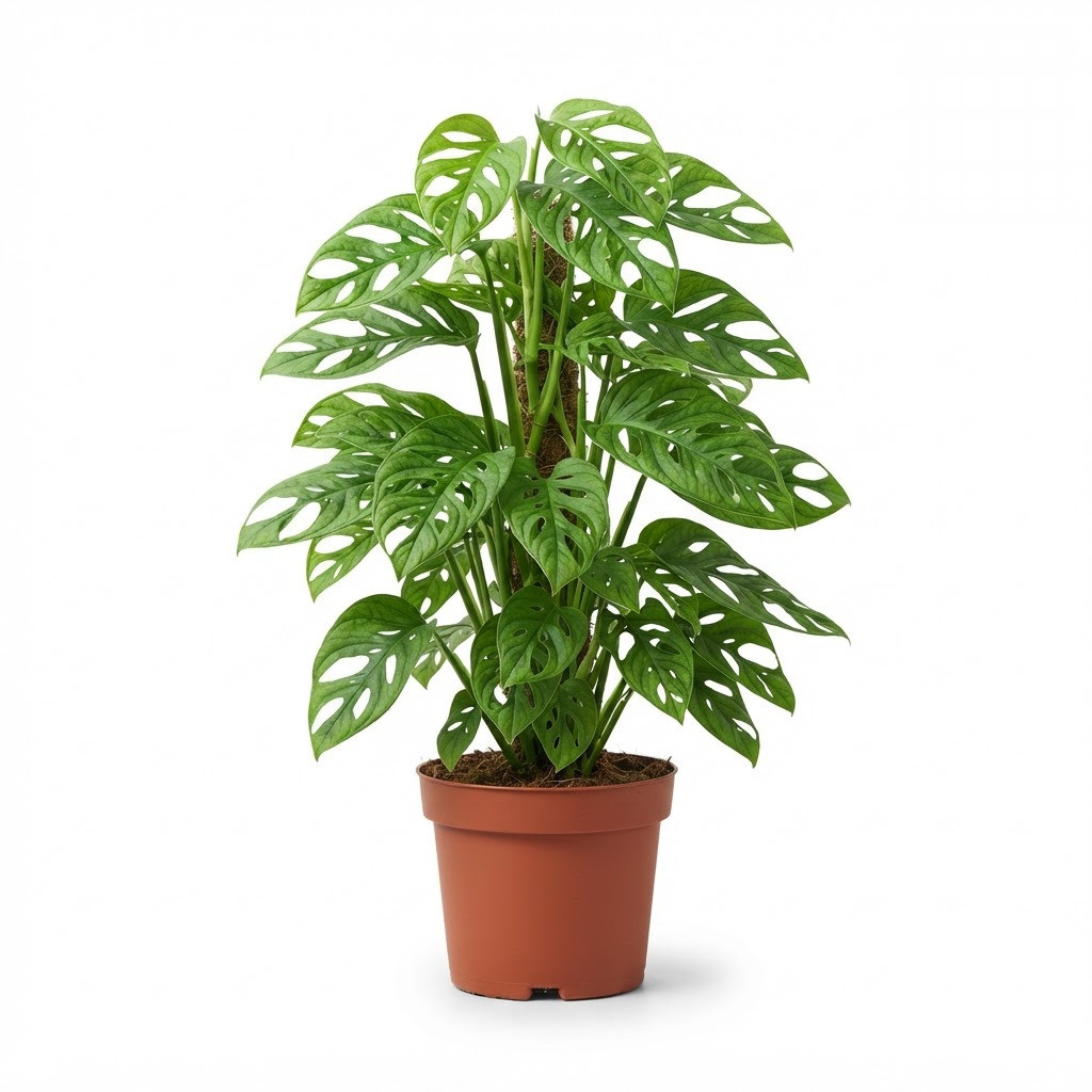 Monstera adansonii Friedrichsthalii Form