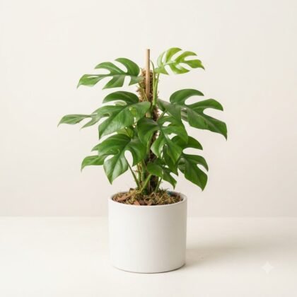 Monstera deliciosa