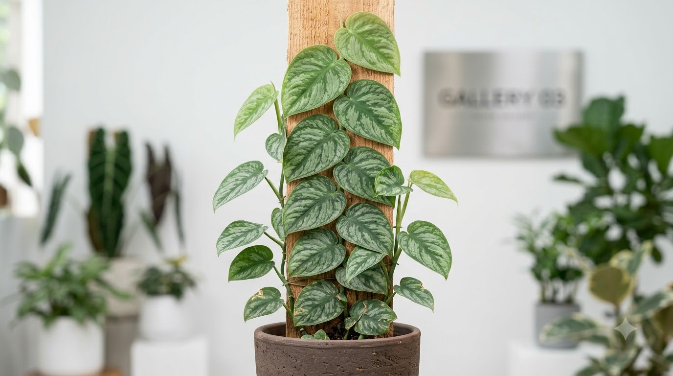 Monstera dubia - Image 5