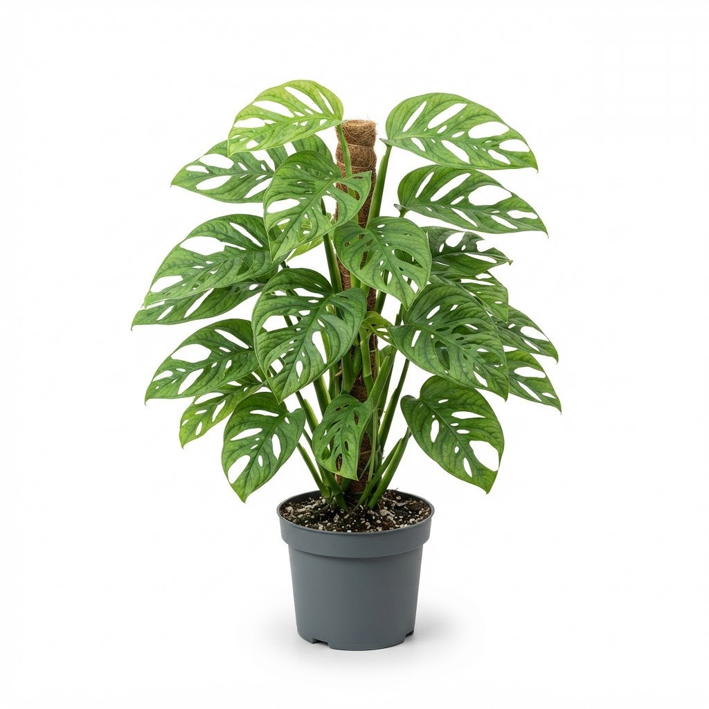 Monstera egregia