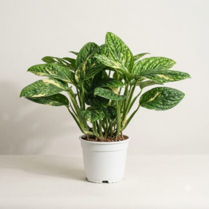 Monstera Peru Variegated