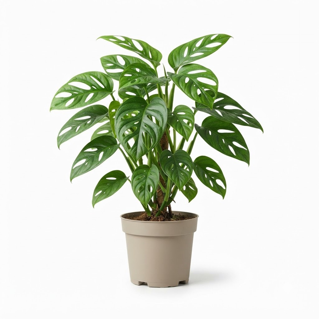 Monstera punctulata - Image 2