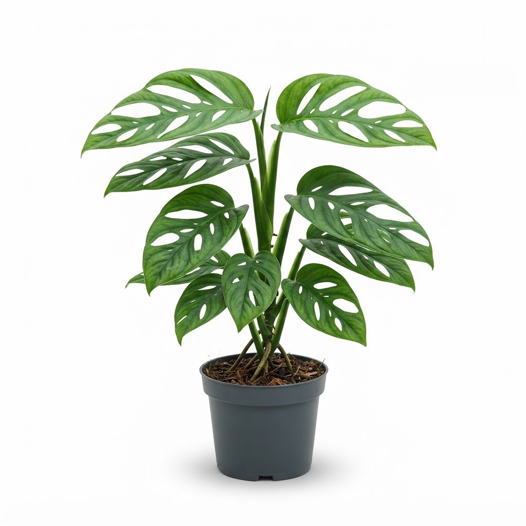 Monstera vasquezii - Image 2