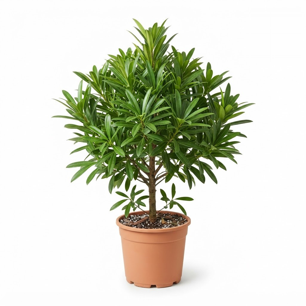 Nageia_Nagi_plant_in_pot_202609071237