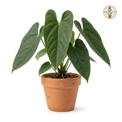 Anthurium aduncum plant in a terracotta pot against a white background.