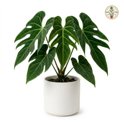 Anthurium alatum in a white pot against a white background