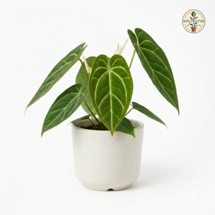Anthurium albispatha in a white pot against a white background