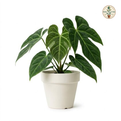 Anthurium altobueyense with distinctive lobed dark green leaves in a white pot against a white background.