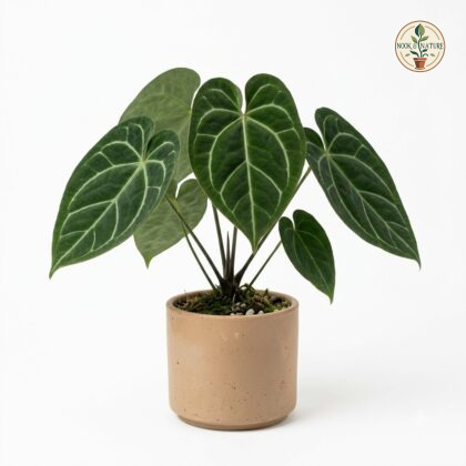 Anthurium ameliae in a cylindrical pot featuring dark heart-shaped leaves with prominent pale veins against a white