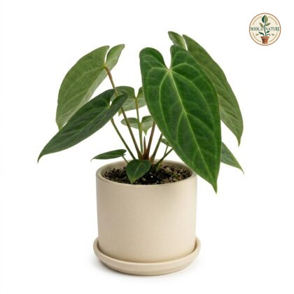 Anthurium amoenum plant in a light-colored pot with a saucer against a white background.