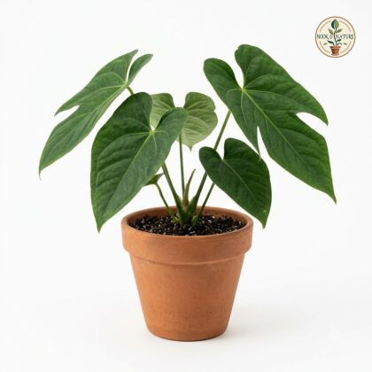 Anthurium andinum plant in a terracotta pot against a white background.