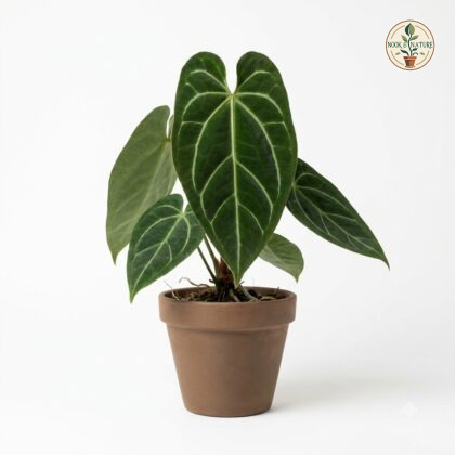 Anthurium angustilaminatum potted plant with dark green, velvety, heart-shaped leaves and prominent silver veins.