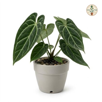 Anthurium apanui with dark, veined leaves in a grey pot on a white background.