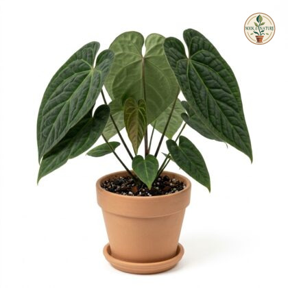 Anthurium apiaense in a terracotta pot against a white background