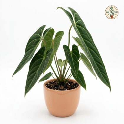 Anthurium arandae plant with dark green velvety leaves in a peach pot on a white background.