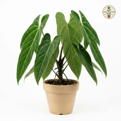 Anthurium arbelaezii potted in a plain beige pot against a white background.