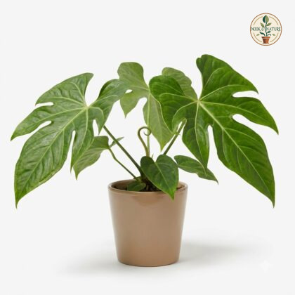 Anthurium archilae in a beige pot against a white background.