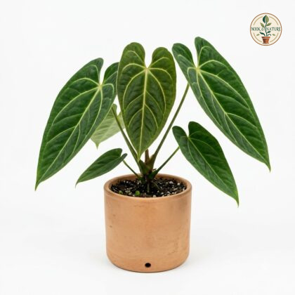 Anthurium aripoense with prominent veined dark green leaves in a terracotta pot against a white background