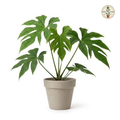Anthurium aristatum with deeply lobed leaves in a plain pot against a white background.