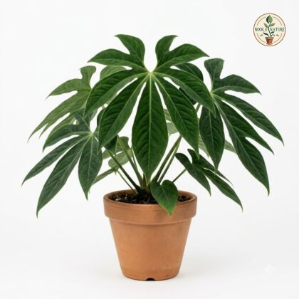 Anthurium armbrusteri in a terracotta pot against a white background.