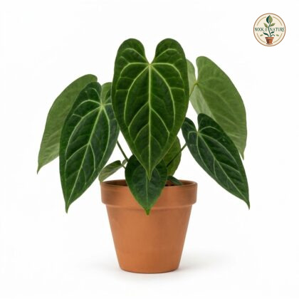 Anthurium aroense with prominent veined leaves in a terracotta pot against a white background.