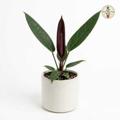 Anthurium atropurpureum potted in a white ceramic pot against a plain background.
