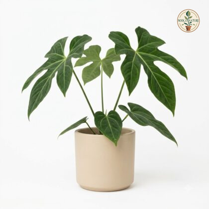 Anthurium auritum in a neutral beige pot against a white background.