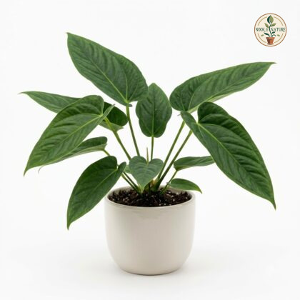 Anthurium austin-smithii in a white ceramic pot against a white background.