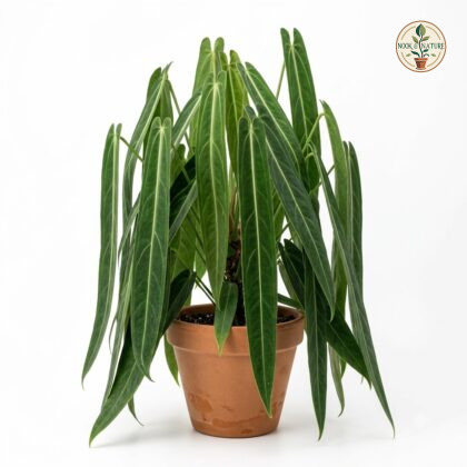 Potted Anthurium bakeri with long, narrow green leaves cascading from a terracotta pot against a white background.
