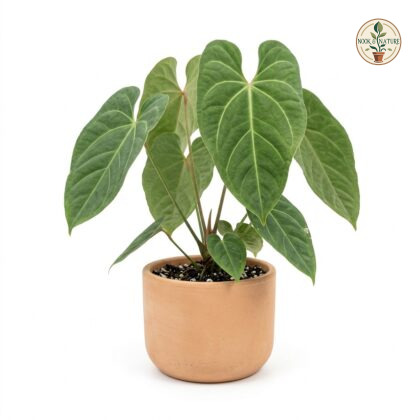 Anthurium balaoanum with large green leaves in a terracotta pot against a white background