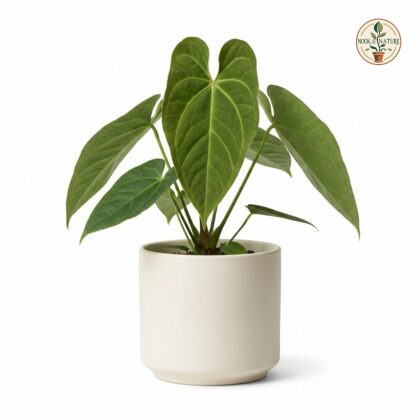 Anthurium balslevii with prominent veined green leaves in a light ceramic pot.
