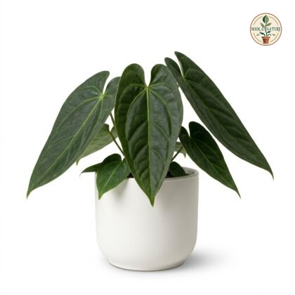 Anthurium barryi with large, heart-shaped green leaves planted in a white pot.