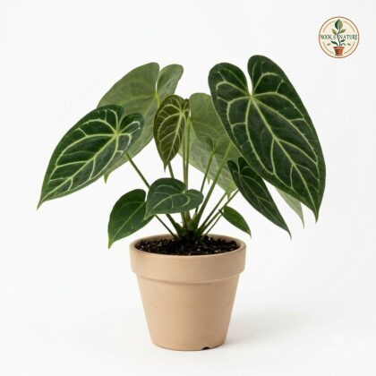 Potted Anthurium becerrae with prominent veined dark green leaves in a light-colored pot.