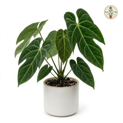 Anthurium beckii in a white ceramic pot against a white background.