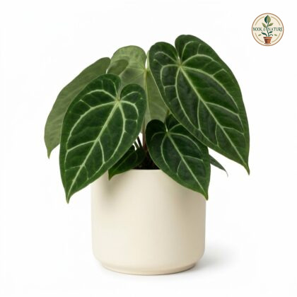 Potted Anthurium bellum with velvety, dark green leaves and prominent pale veins in a cream pot against a white background.
