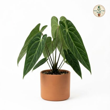 Anthurium bernalii with prominent veined leaves in a terracotta pot against a white background.