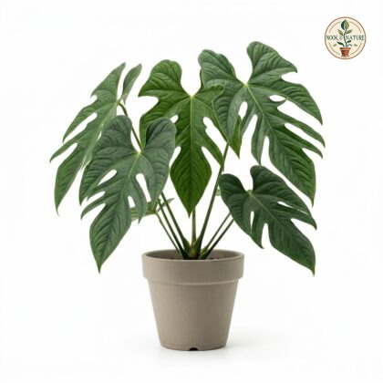 Potted Anthurium bernardii with deeply lobed, textured green leaves in a grey pot.