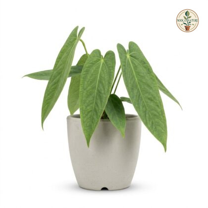 Anthurium berriozabalense with elongated green leaves in a grey pot against a white background.