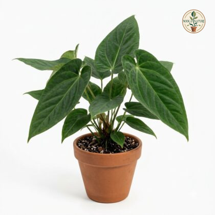 Anthurium bimarginatum in a terracotta pot against a white background.